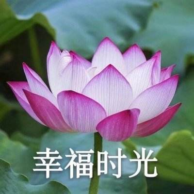 苍天英雄志2手游下载