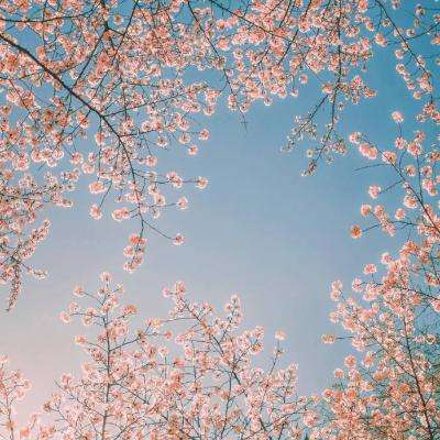 阴阳师妖怪屋折扣版下载